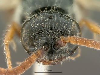 images/Tiphia_alecto_male_SAM-HYM-A003411_head_frontal_330.jpg
