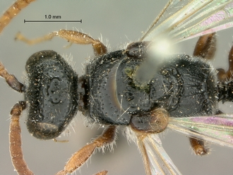 images/Tiphia_alecto_male_SAM-HYM-A003411_head_mesosoma_dorsal_330.jpg