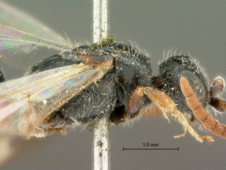 images/Tiphia_alecto_male_SAM-HYM-A003411_head_mesosoma_lateral_330.jpg