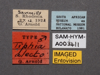 images/Tiphia_alecto_male_SAM-HYM-A003411_labels_330.jpg