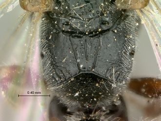 images/Tiphia_alecto_male_SAM-HYM-A003411_propodeum_dorsal_330.jpg