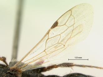 images/Tiphia_alecto_male_SAM-HYM-A003411_wing_330.jpg