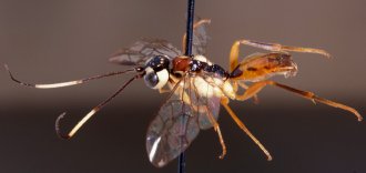 Orthogonalys