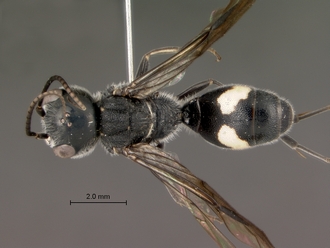 Trigonalys_natalensis_female_P14169_habitus_dorsal