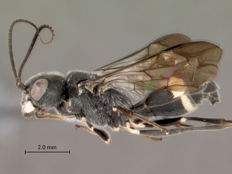 Trigonalys_natalensis_female_P14169_habitus_lateral
