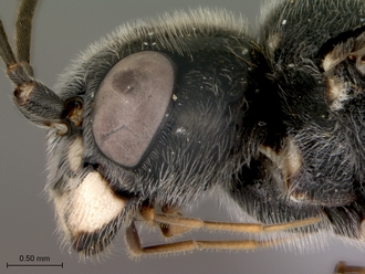 Trigonalys_natalensis_female_P14169_head_lateral
