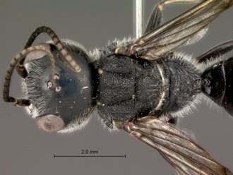 Trigonalys_natalensis_female_P14169_head_mesosoma_dorsal