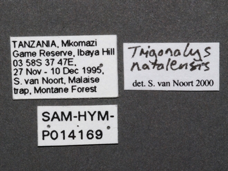 Trigonalys_natalensis_female_P14169_labels