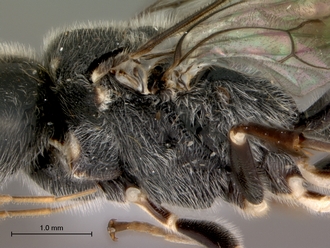 Trigonalys_natalensis_female_P14169_mesosoma_lateral