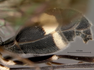 Trigonalys_natalensis_female_P14169_metasoma_lateral