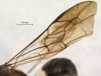 Trigonalys_natalensis_female_P14169_wing