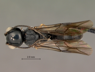 Trigonalys_sp_female_habitus_dorsal