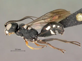Trigonalys_sp_female_habitus_lateral