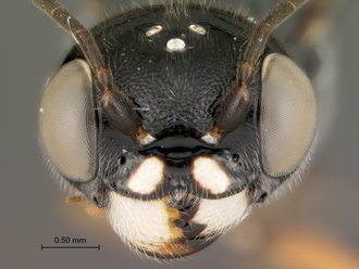 Trigonalys_sp_female_head_frontal