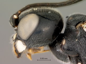 Trigonalys_sp_female_head_lateral