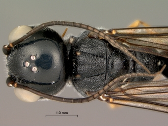 Trigonalys_sp_female_head_mesosoma_dorsal