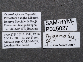 Trigonalys_sp_female_labels