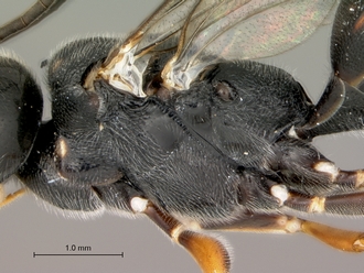Trigonalys_sp_female_mesosoma_lateral
