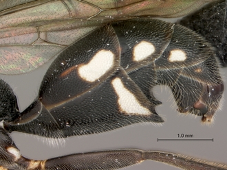 Trigonalys_sp_female_metasoma_lateral