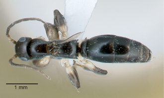 Olixon_martini_female_dorsal
