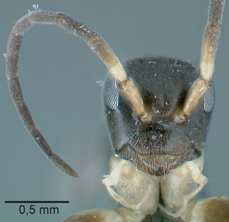 Olixon_martini_female_head_frontal