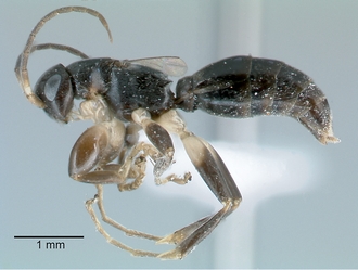 Olixon_martini_female_lateral