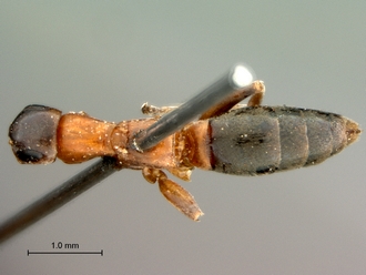 Olixon_myrmosaeforme_SAM-HYM-A002258_habitus_dorsal