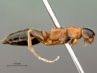 Olixon_myrmosaeforme_SAM-HYM-A002258_habitus_lateral