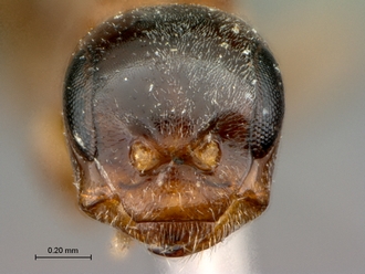 Olixon_myrmosaeforme_SAM-HYM-A002258_head_frontal