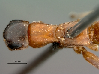 Olixon_myrmosaeforme_SAM-HYM-A002258_head_mesosoma_dorsal