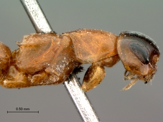 Olixon_myrmosaeforme_SAM-HYM-A002258_head_mesosoma_lateral