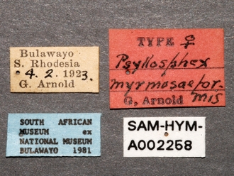 Olixon_myrmosaeforme_SAM-HYM-A002258_labels