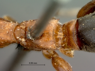 Olixon_myrmosaeforme_SAM-HYM-A002258_propodeum_dorsal