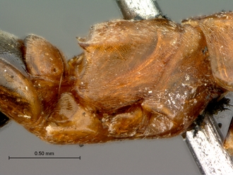 Olixon_myrmosaeforme_SAM-HYM-A002258_propodeum_lateral