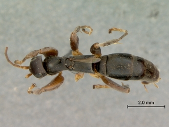 Olixon_saltator_SAM-HYM-A002257_habitus_dorsal