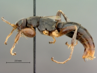 Olixon_saltator_SAM-HYM-A002257_habitus_lateral