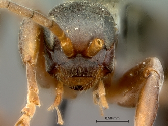 Olixon_saltator_SAM-HYM-A002257_head_frontal