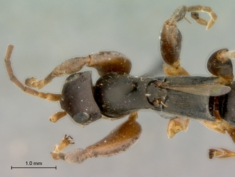 Olixon_saltator_SAM-HYM-A002257_head_mesosoma_dorsal