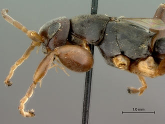 Olixon_saltator_SAM-HYM-A002257_head_mesosoma_lateral
