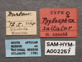 Olixon_saltator_SAM-HYM-A002257_labels