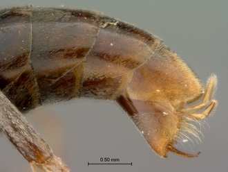 Olixon_saltator_SAM-HYM-A002257_metasoma_lateral