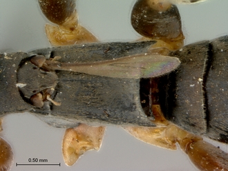 Olixon_saltator_SAM-HYM-A002257_propodeum_dorsal