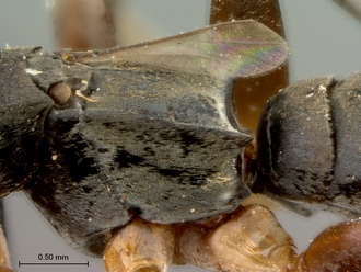 Olixon_saltator_SAM-HYM-A002257_propodeum_dorsolateral