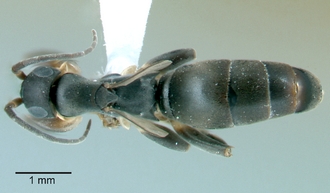Olixon_toliaraensis_female_dorsal