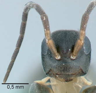Olixon_toliaraensis_female_head_frontal