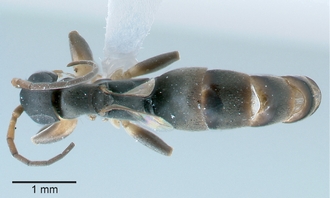 Olixon_toliaraensis_male_dorsal