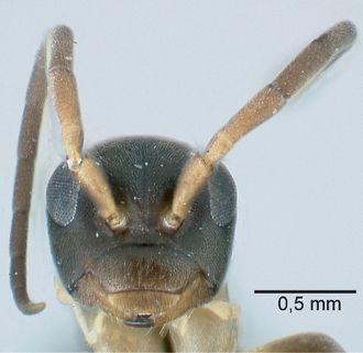 Olixon_toliaraensis_male__head_frontal