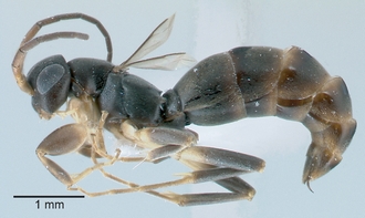 Olixon_toliaraensis_male_lateral