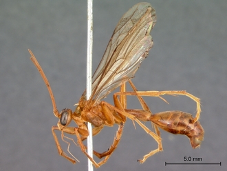Paniscomima_bekilyi_habitus_lateral