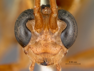 Paniscomima_bekilyi_head_frontal